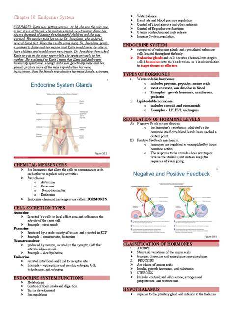 chapter 10 anatomy of the muscular system