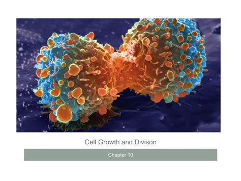 Chapter 10 Cell Growth And Division Study Guide Answers