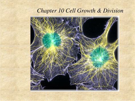 Chapter 10 Cell Growth Division Section Review 1 Answers