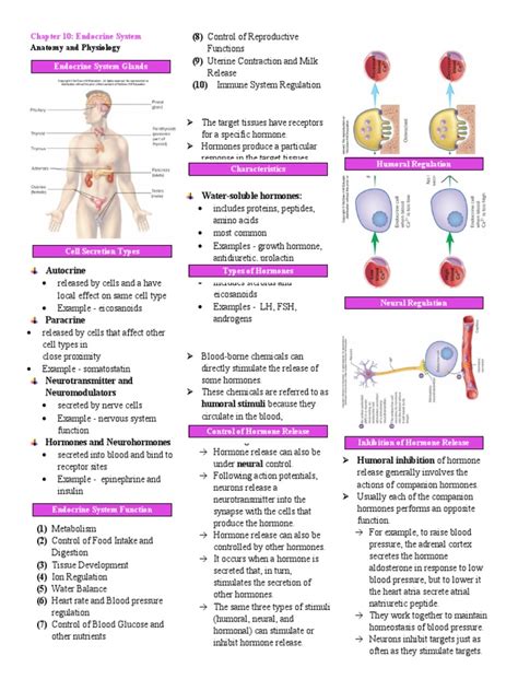 Chapter 10 Endocrine System Study Guide Scf