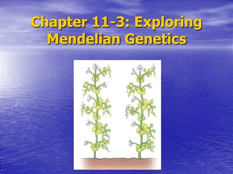 Chapter 11 3 Exploring Mendelian Genetics