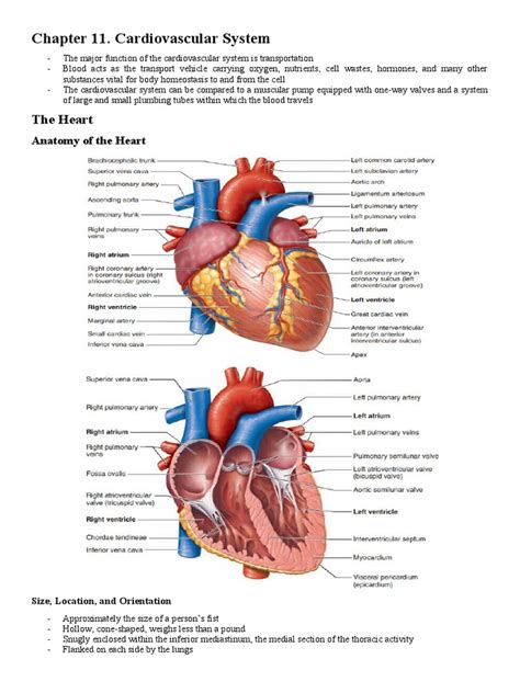Chapter 11 Cardiovascular System Packet