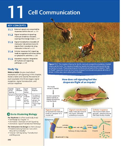 chapter 11 cell communication biology junction
