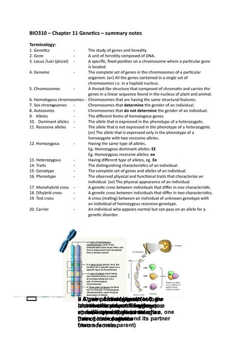 Chapter 11 Genetics Work