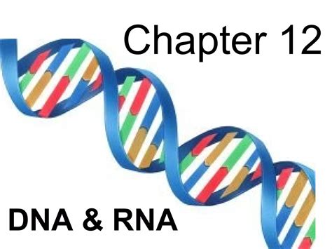 Chapter 12 Dna Rna Work Vocabulary Review Answer Key