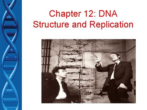 Chapter 12 Dna Structure Replication