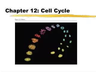 chapter 12 the cell cycle study guide answers