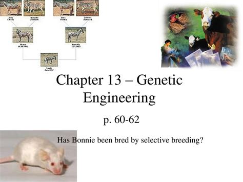 Chapter 13 Genetic Engineering 2 Answer Key