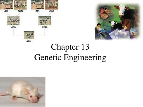 Chapter 13 Genetic Engineering Graphic Organizer Answer Key