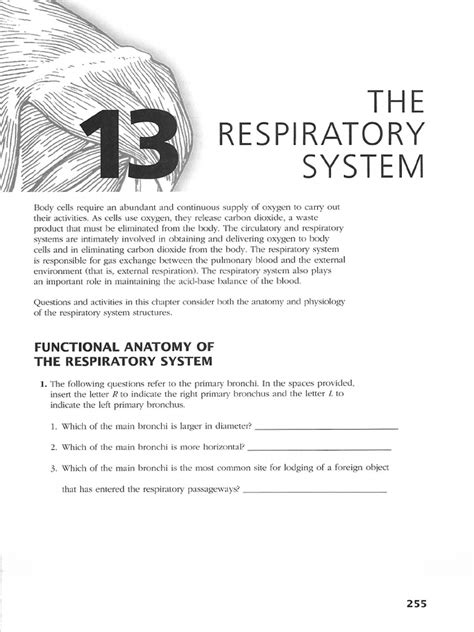 Chapter 13 Respiratory System Packet Answer Key