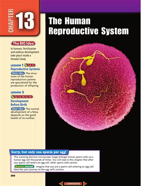 Chapter 13 The Human Reproductive System