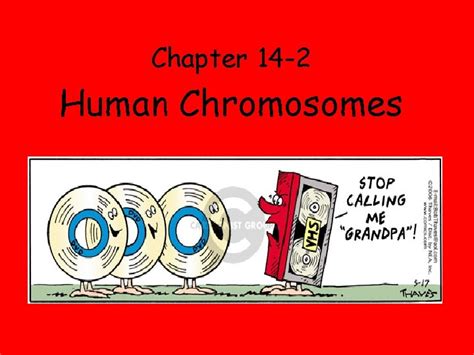 Chapter 14 2 Human Chromosomes Pages 349 353 Answer Key