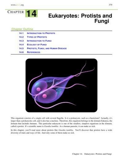 Chapter 14 Eukaryotes Protists And Fungi Worksheets