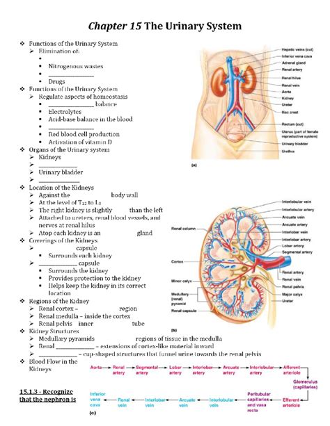 Chapter 15 The Urinary System Coloring Workbook Answer Key