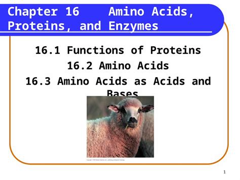 Chapter 16 Amino Acids Functions Of Proteins Proteins