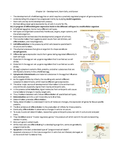 Chapter 16 Development Stem Cells And Cancer