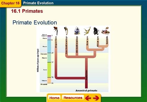 Chapter 16 Primate Evolution Section Questions