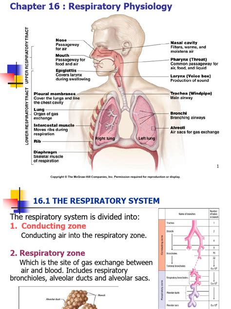 Chapter 16 Respiratory System Study Guide Answers