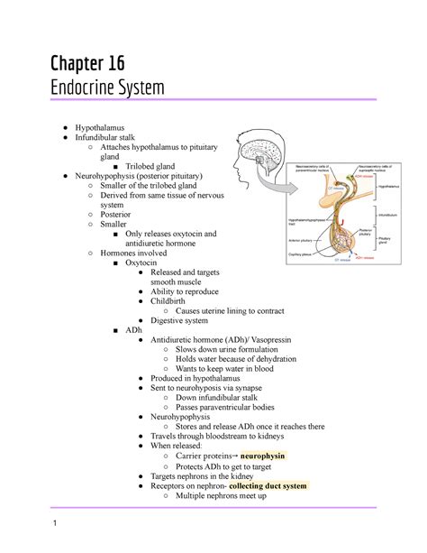 Chapter 16 The Endocrine System