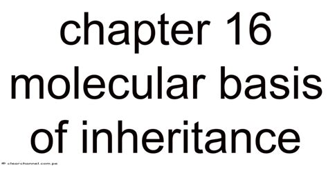 Chapter 16 The Molecular Basis Of Inheritance Pbworks