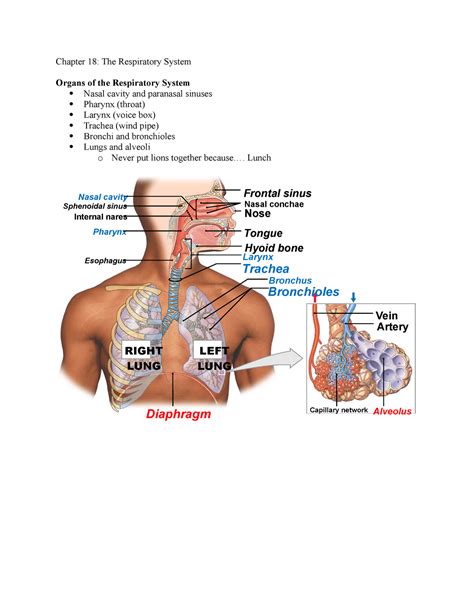 Chapter 18 The Respiratory System Multiple Choice
