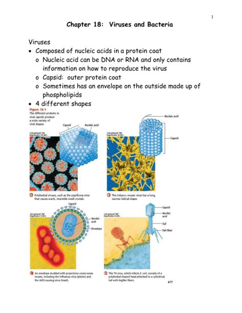 Chapter 18 Viruses Bacteria Study Guide Answers