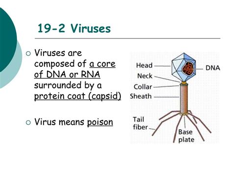 chapter 19 2 viruses
