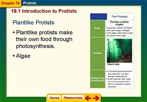 Chapter 19 Section 1 Protists Answer Key Quebacanore