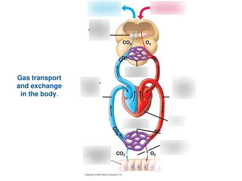 chapter 22 gas exchange test