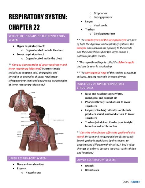 Chapter 22 Respiratory System Study Guide