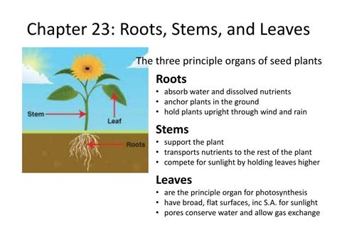 Chapter 23 Roots Stems And Leaves Roots Stems And Leaves Worksheet Answers - Roots Stems And Leaves Worksheet Answers