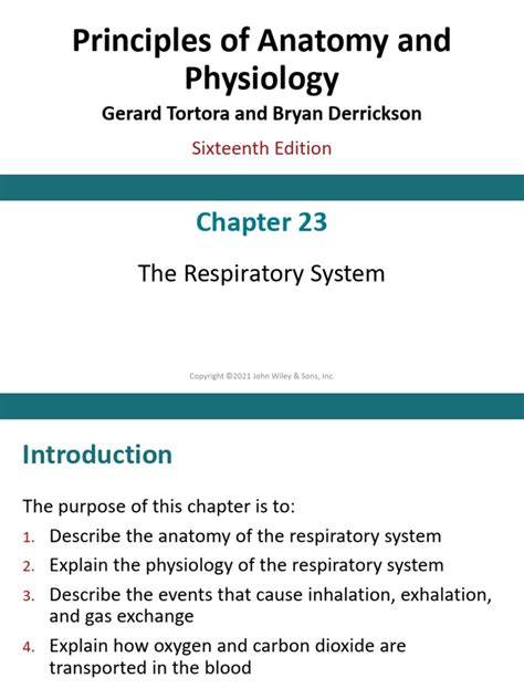 Chapter 23 The Respiratory System Answer Key