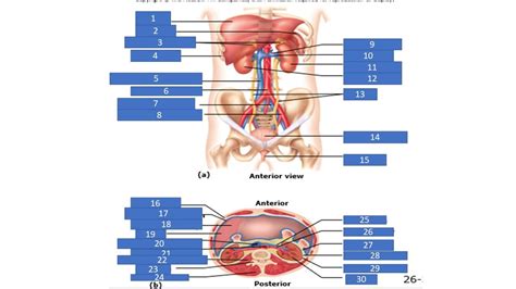 Chapter 26 Urinary System Quiz