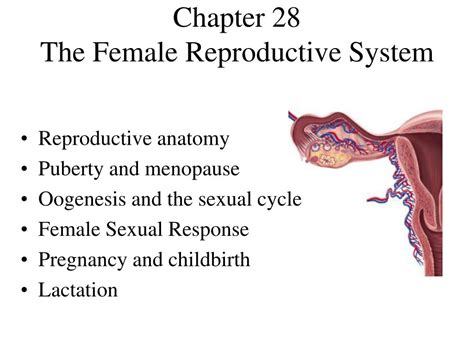 Chapter 28 Reproductive System