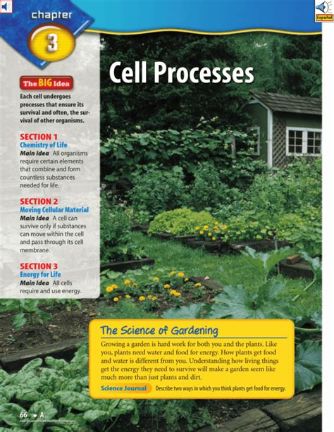 Chapter 3 Cell Processes And Energy Wa Eagles 220