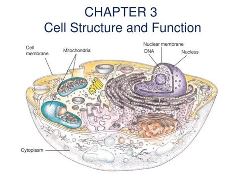 Chapter 3 Cell Structure Function Crossword Puzzle Answers