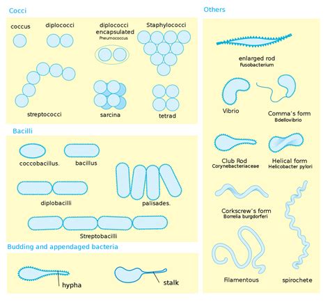 chapter 3 microbiology Diagram Quizlet