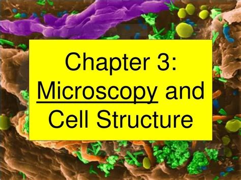 chapter 3 microscopy and cell structure ar