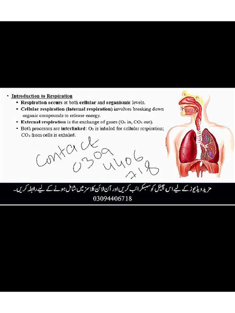 Chapter 3 Respiratory System
