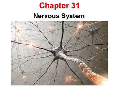 Chapter 31 The Nervous System Assessment Answers