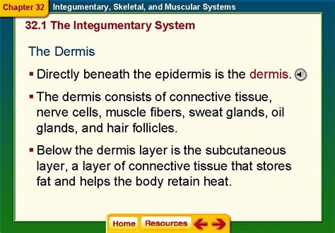 Chapter 32 Integumentary Skeletal And Muscular Systems The Integumentary System Worksheet Answer Key - The Integumentary System Worksheet Answer Key