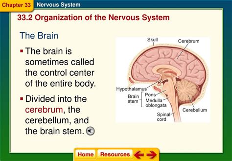 Chapter 33 Nervous System Csec Academics