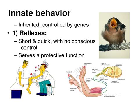 Chapter 34 2 Animal Behavior Answer Key