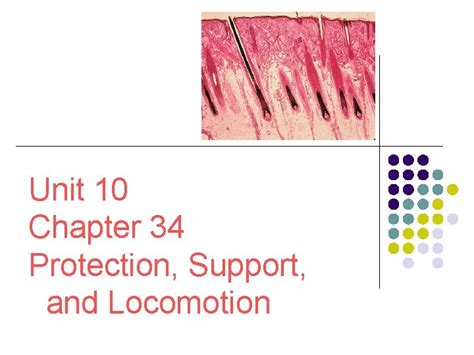chapter 34 protection support and locomotion answer key