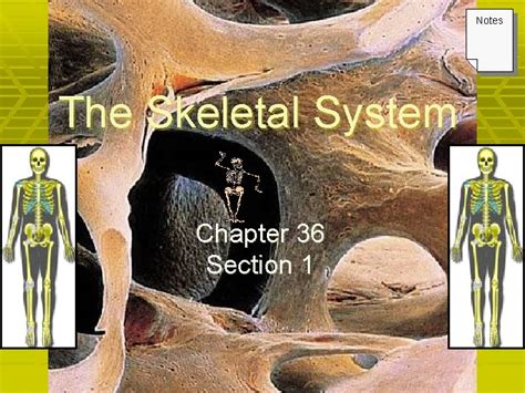 Chapter 36 1 The Skeletal System Answers