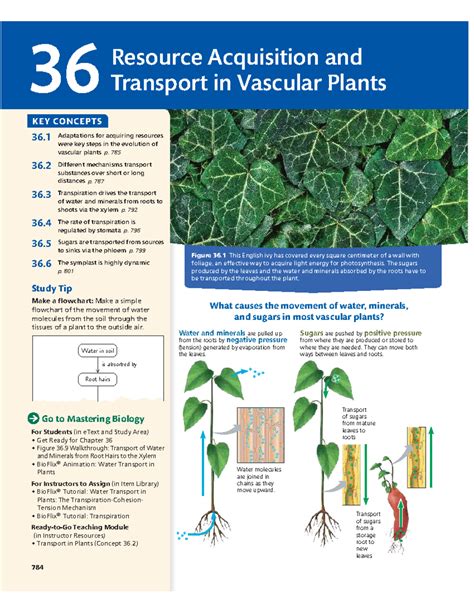 Chapter 36 Plant Transport Study Guide Answers