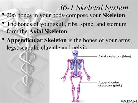 Chapter 36 The Skeletal System Answer Key