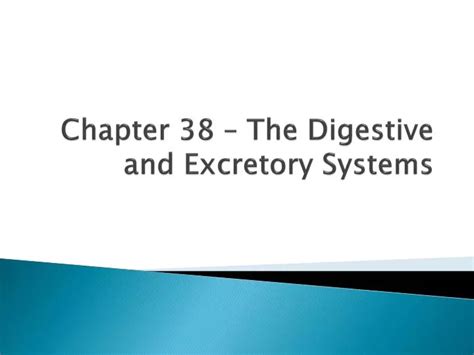 Chapter 38 Digestive Excretory Systems Answers