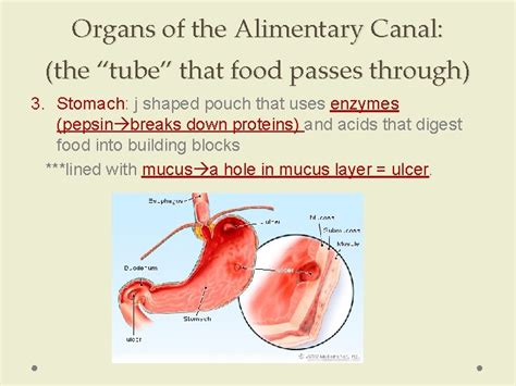Chapter 38 Section 1 Food And Nutrition