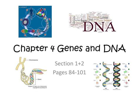 Chapter 4 Dna Genes And Protein Synthesis